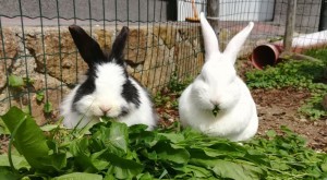 Preview gesunde Kaninchen Ernährung