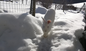 Preview Kaninchen im Winter
